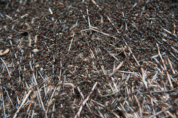 Red forest ants