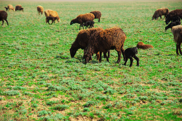 Sheep on a farm