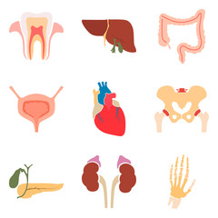 Human organs color icons set for web and mobile design