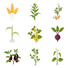 Agriculture crops color icons set for web and mobile design