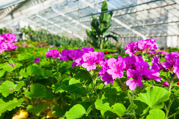 Garden greenhouse with a variety of flowers