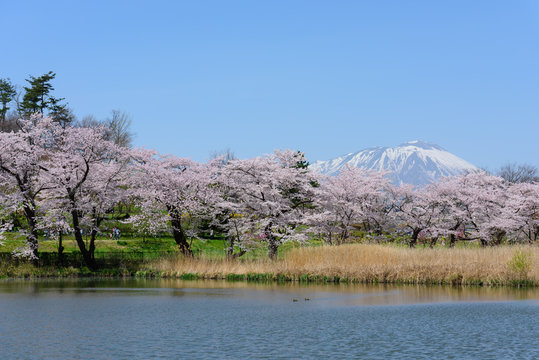 岩手　盛岡　春の高松公園の岩手山
