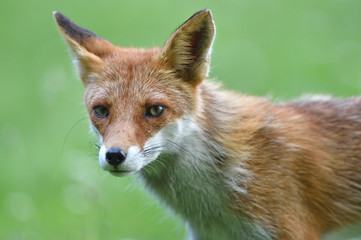 Fototapeta premium キタキツネ