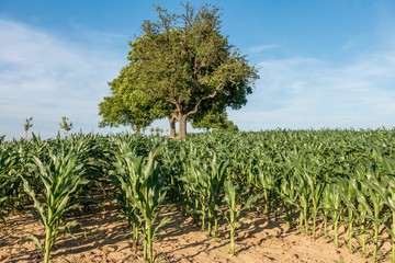 Maisfeld