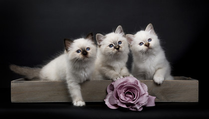 Three Sacred Birman kittens sitting in wooden tray with pink rose looking up, isolated on black background