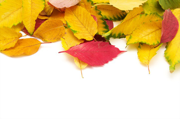 Obraz premium Group of colorful autumn leaves isolated on white background