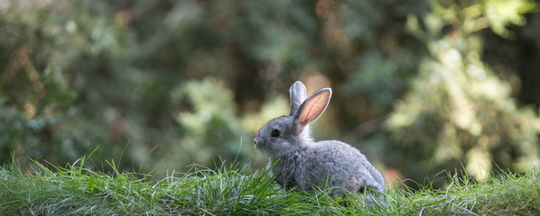 Gray hare on the grass, small rabbit on the lawn © serikbaib