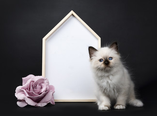 Seal point Sacred Birman kitten with a white board and rose, isolated on black background
