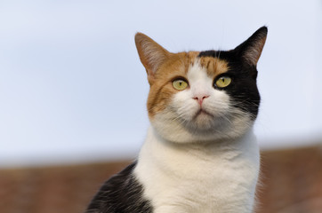 calico cat closeup, the roof in the background ,looking into the sun - obrazy, fototapety, plakaty