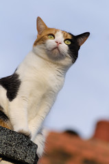 beautiful adult cat on the roof, calico, three colors - 162051280