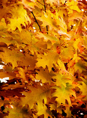 Bright autumn leaves in the natural environment.