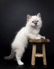 Sacred Birman kitten standing with front paws on a wooden stool, isolated on black background