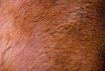 natural fur texture background