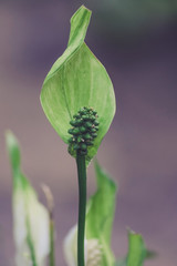 Peace lily, spathe flower, Araceae, Spathiphyllum - 162051499