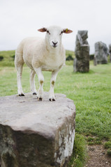 closeup vertical image of a sheep at avebury in wiltshire standing on the stone - 162051635