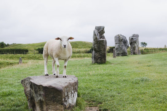sheep standing on a rock at avebury in UK, surrounded by green grass