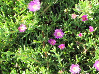 fiori