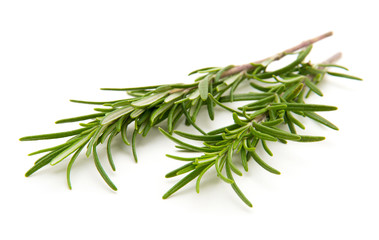 Twig of rosemary on a white background