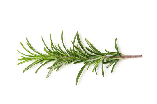 Twig of rosemary on a white background