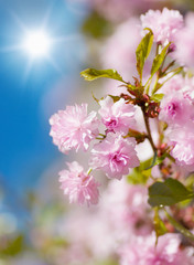 Obraz premium Sakura cherry flower blossom in spring