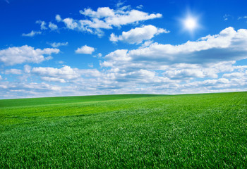 Image of green grass field and bright blue sky