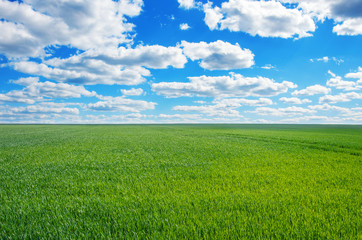Image of green grass field and bright blue sky