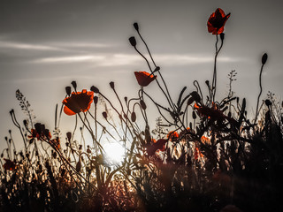 Klatschmohn im Kornfeld