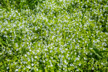 Top view of a green meadow. Grass and small white flowers. Summer spring or summer day.