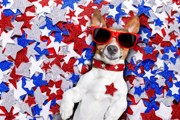 independence day 4th of july dog