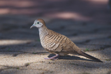 dove stand on concrete walk way in the park with shadow and sunlight.