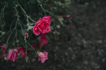 Rose Frame