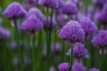 Chives