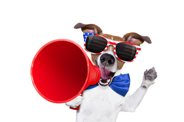 independence day 4th of july dog