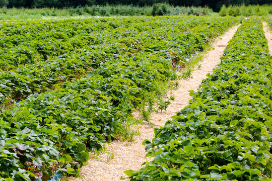 Rows of strawberries shrubs on agricultural organic farm