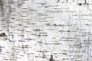 Texture of birch bark as natural wooden background