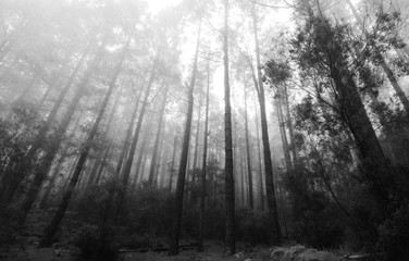 Forêt dans la brume