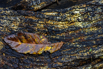Obraz premium Fallen leaf decayed over old wooden trunk in forest