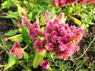 Plumed Cockscomb, Celosia Argentea, Pink flower in the garden.