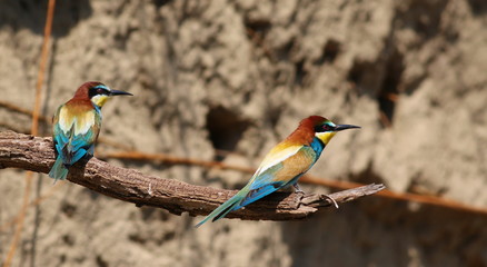 Two European bee-eater, Merops apiaster