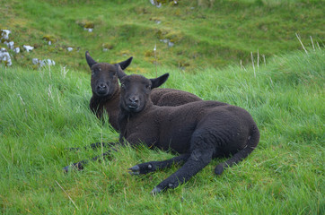 Fototapeta premium Two Black Sheep Laying Down In A Grassy Field