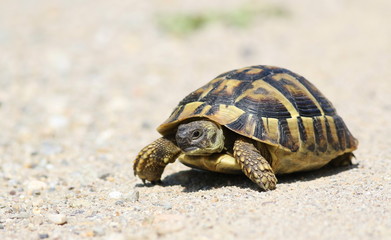 Eastern Hermann's tortoise, European terrestrial turtle, Testudo hermanni boettgeri