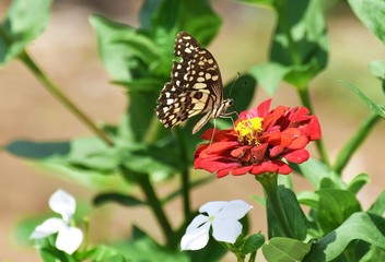 little butterfly find food on red flower in morning