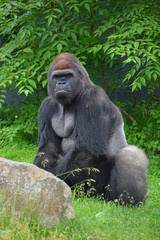 Gorillas are ground-dwelling, predominantly herbivorous apes that inhabit the forests of central...