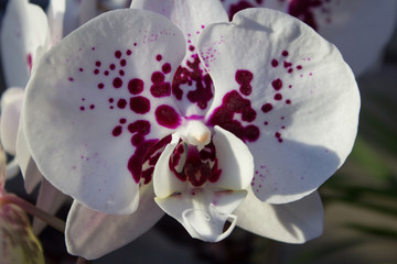 White orchid with shadows