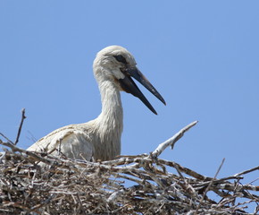 Young White Stork in nest, ciconia ciconia 