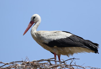White Stork in nest, ciconia ciconia 