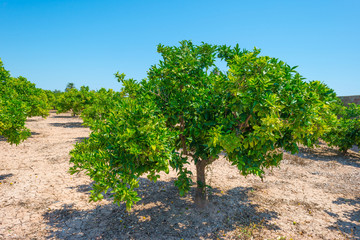 Fototapeta na wymiar Orchard of lemon trees in sunlight in summer