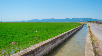Rice paddies nearValencia in summer