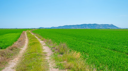 Fototapeta na wymiar Rice paddies nearValencia in summer