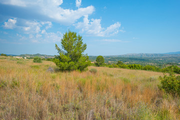 Trees in a hilly field in summer